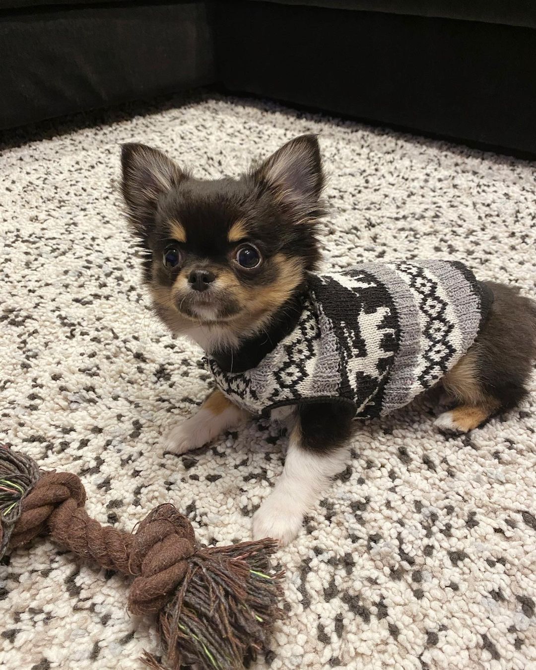 Bella Chihuahua puppy