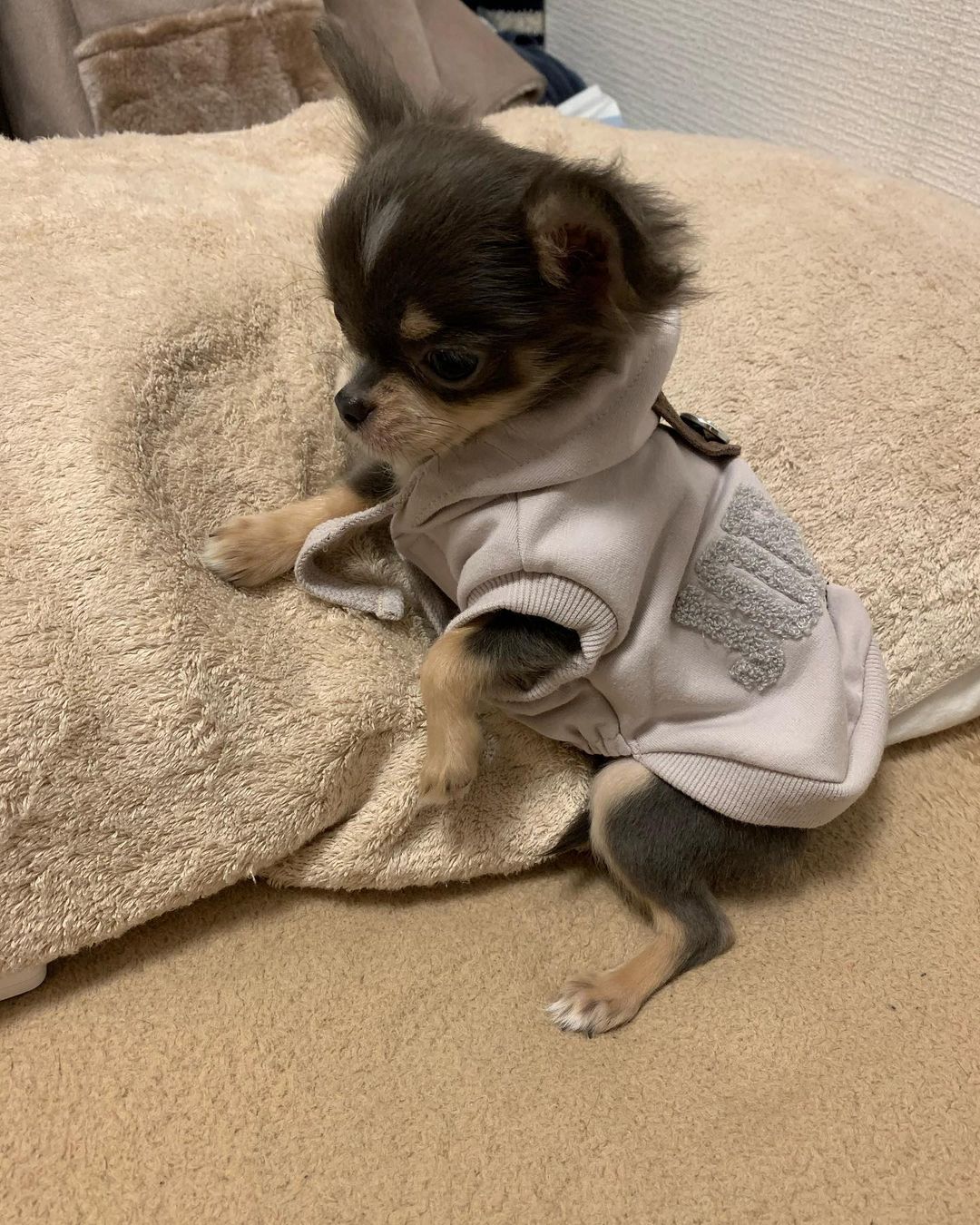 Bella Chihuahua puppy close-up