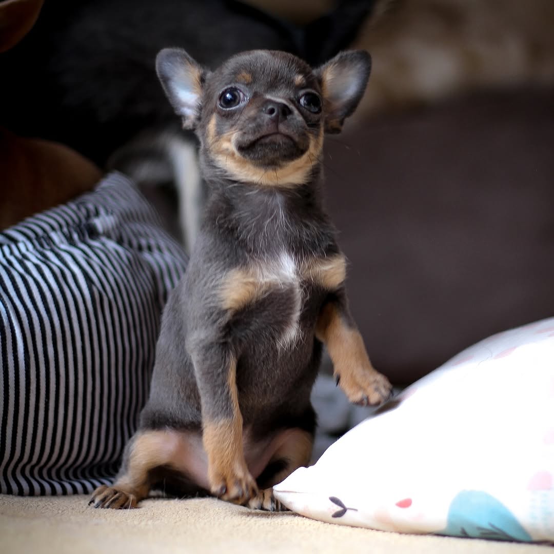 Bruno Chihuahua puppy