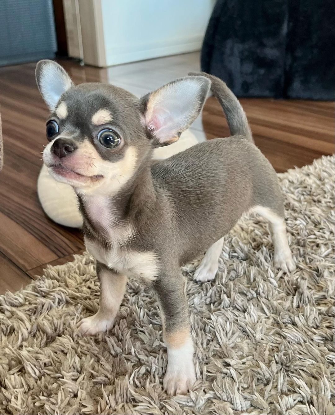 Daisy Chihuahua puppy