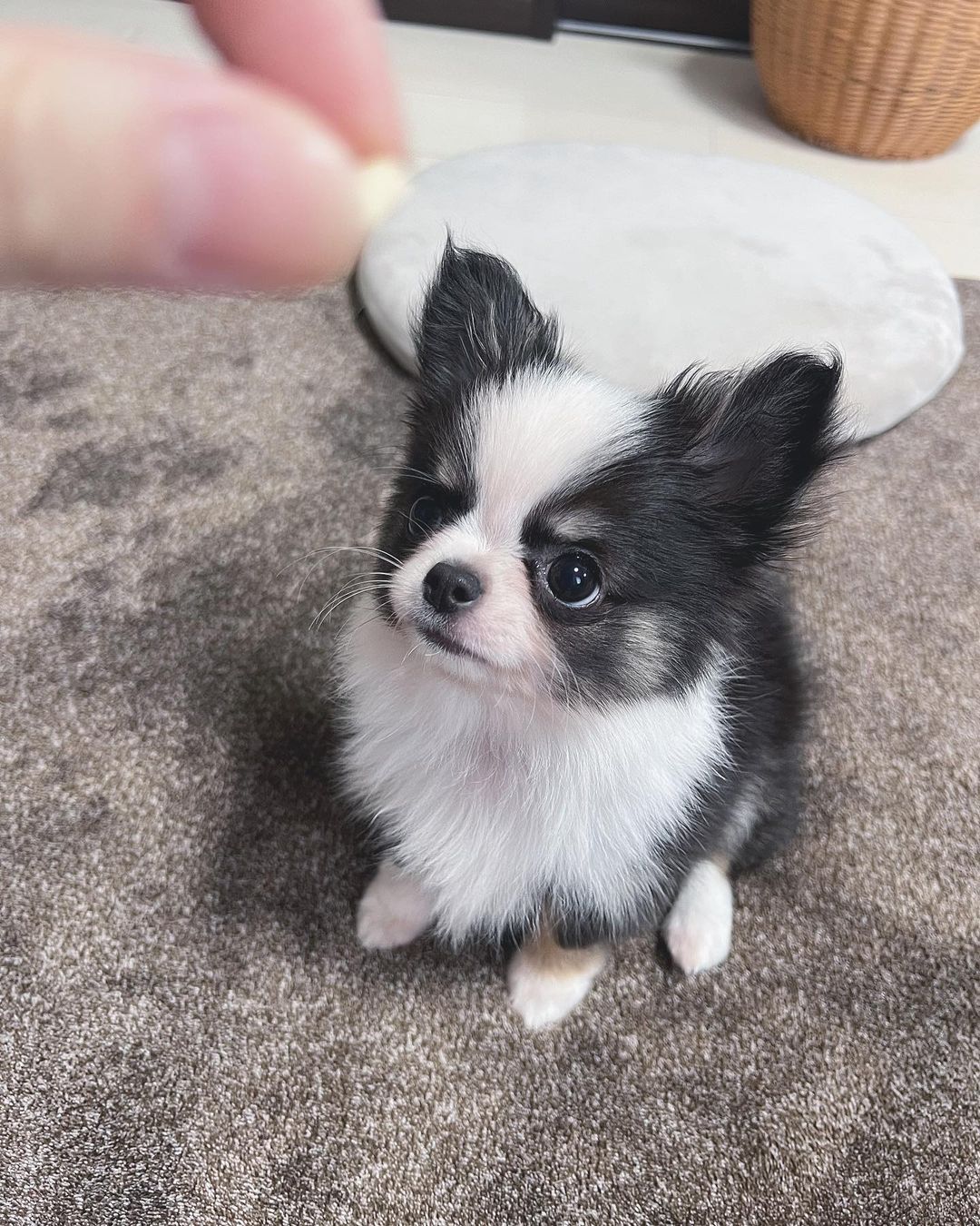 Joyce Chihuahua puppy