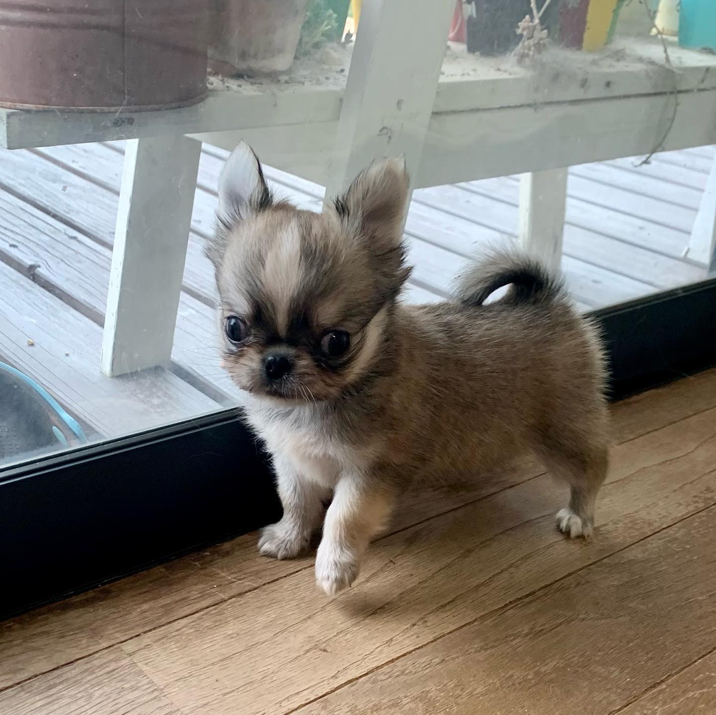 Kyle Chihuahua puppy