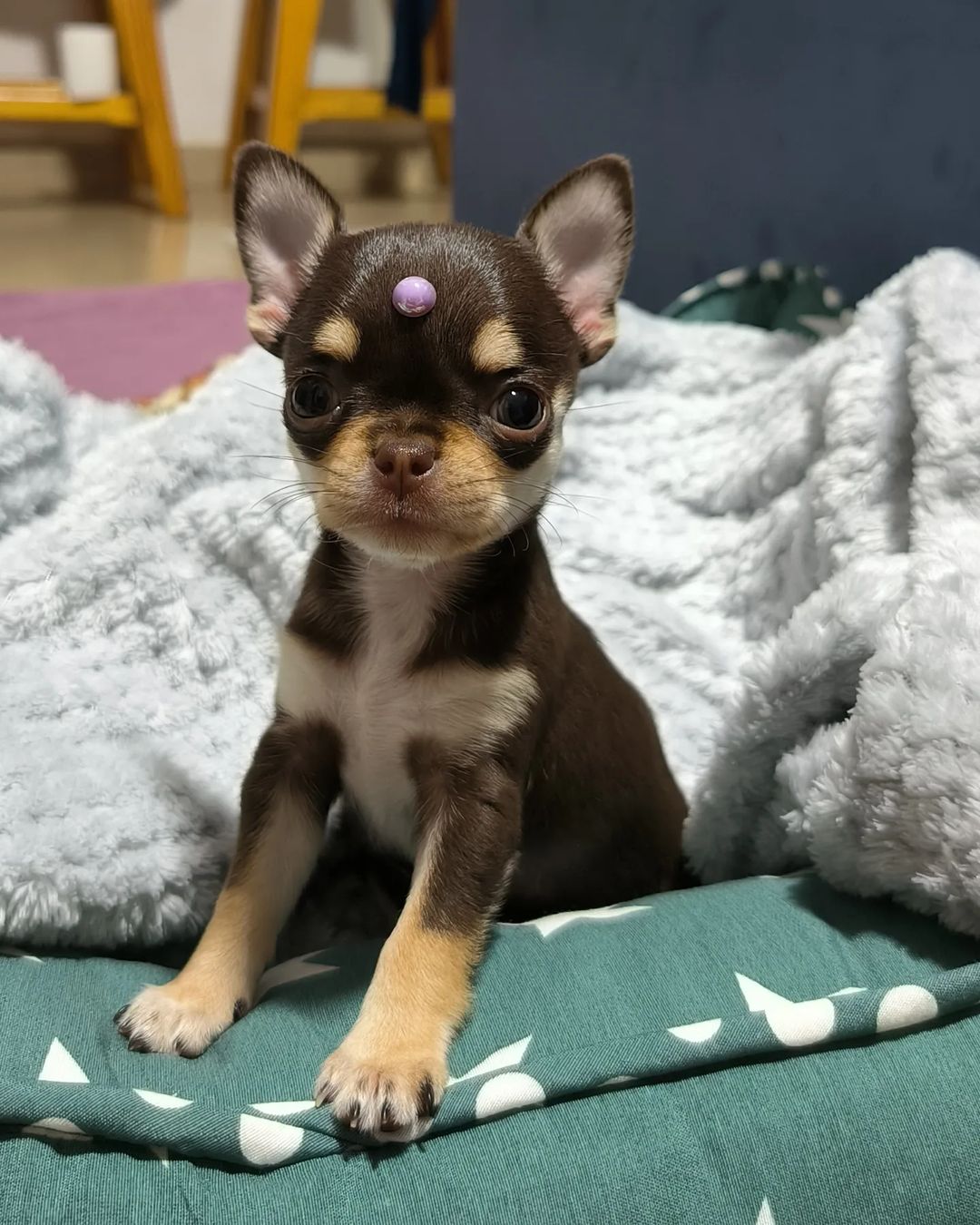 Luna Chihuahua puppy portrait