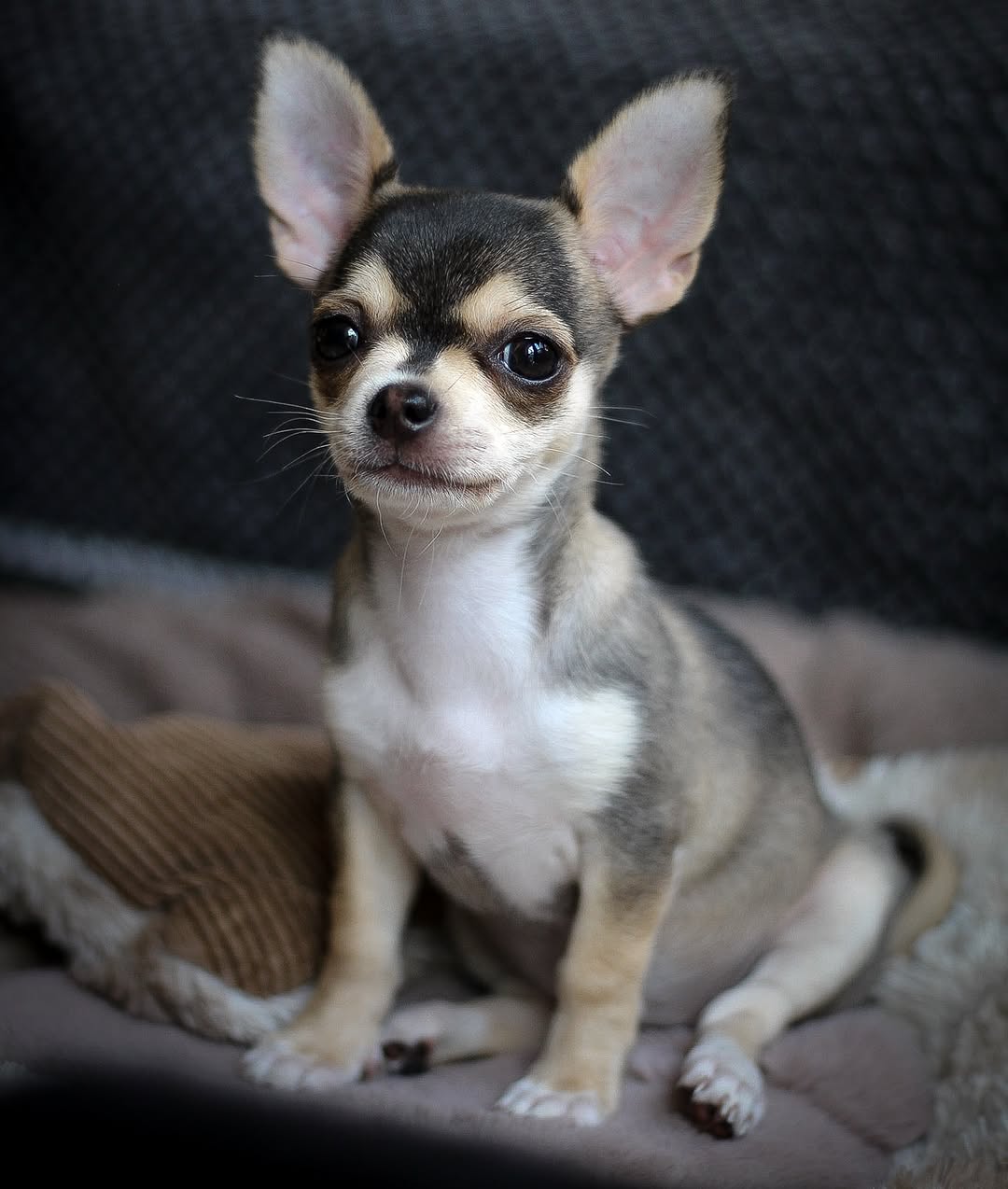 Max Chihuahua puppy