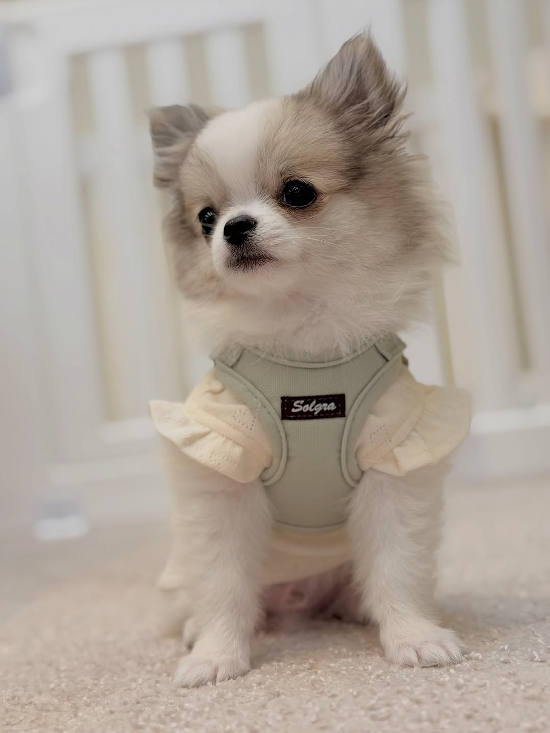 Milo Chihuahua puppy portrait