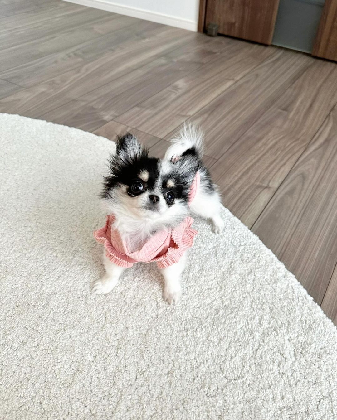 Mimi Chihuahua puppy portrait