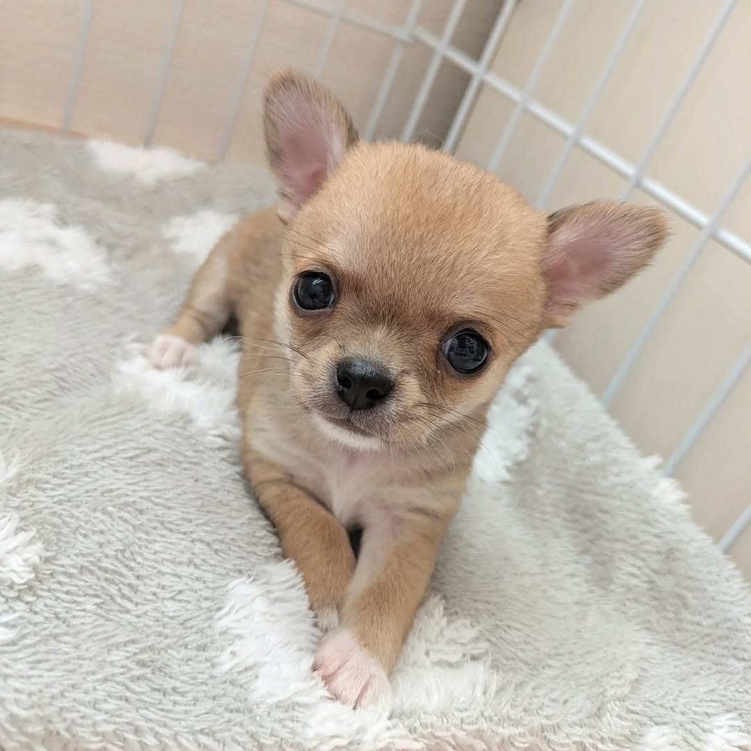 Mochi Chihuahua puppy portrait