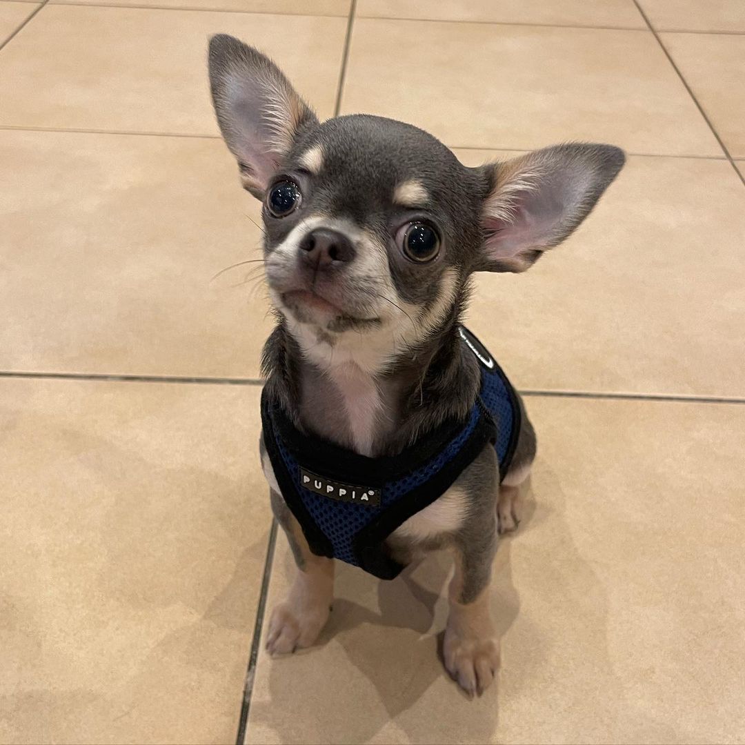 Puppia Chihuahua puppy