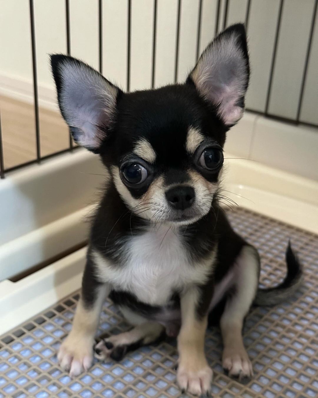 Rocky Chihuahua puppy