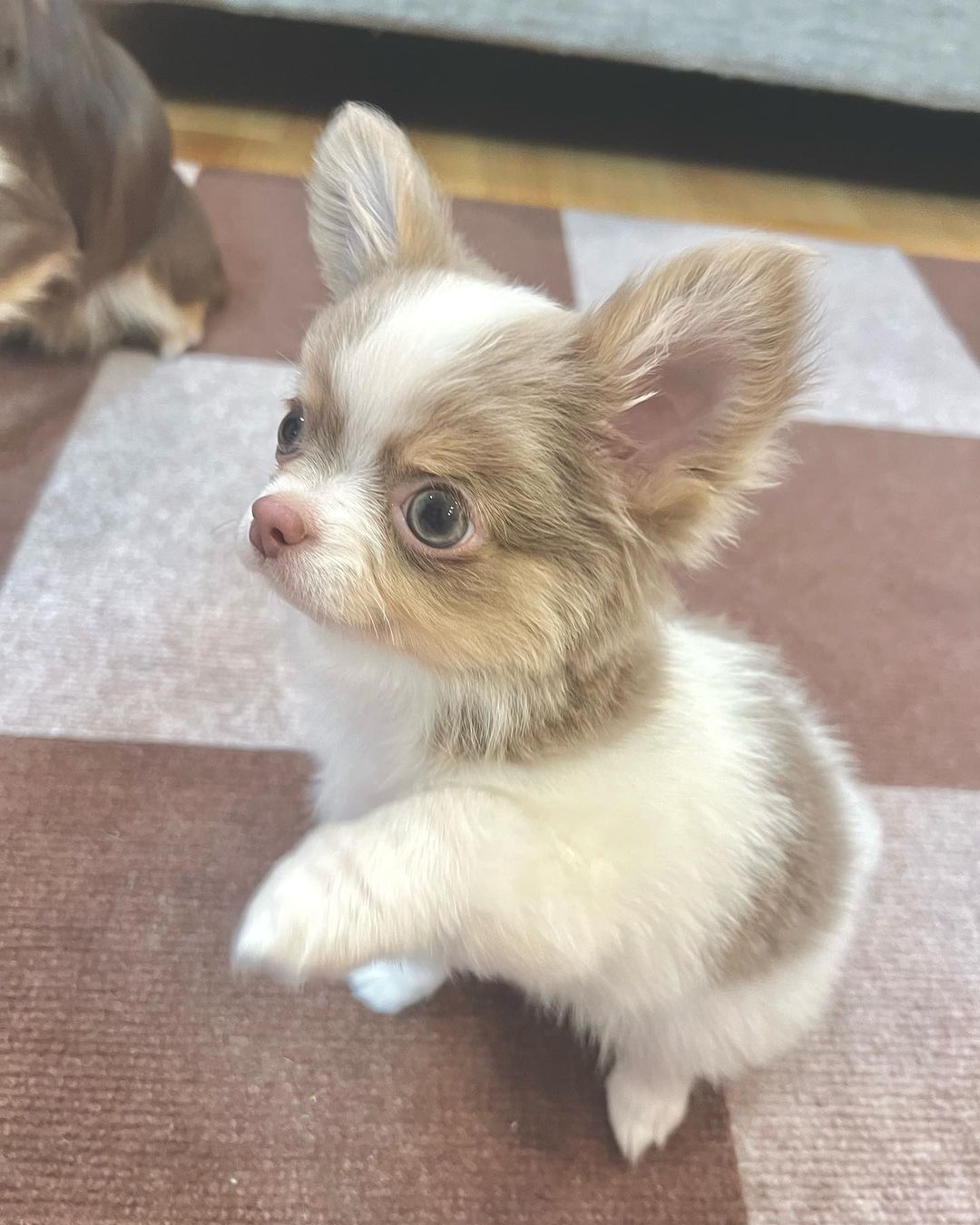 Rosie Chihuahua puppy