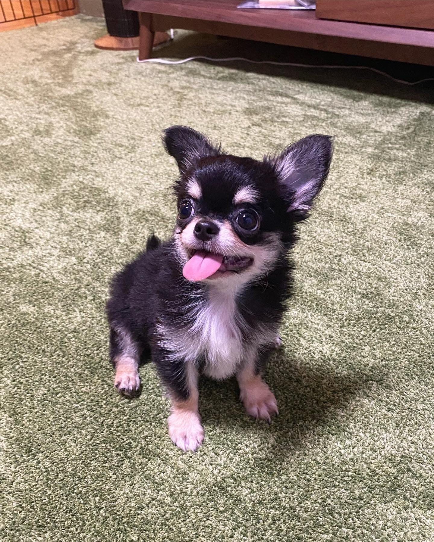 Simba Chihuahua puppy